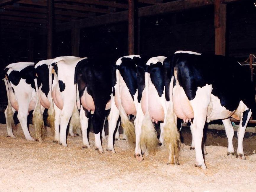 胚胎移植供体牛和受体牛选择标准