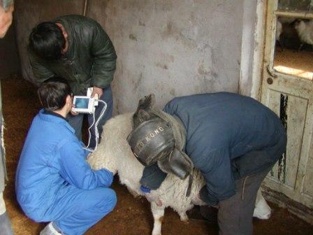 羊B超妊检的方法